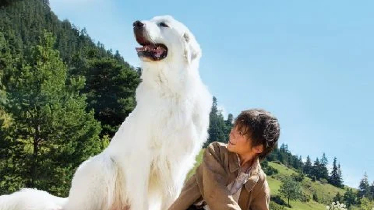 Belle and Sebastian: The Adventure Continues ( 2015 )